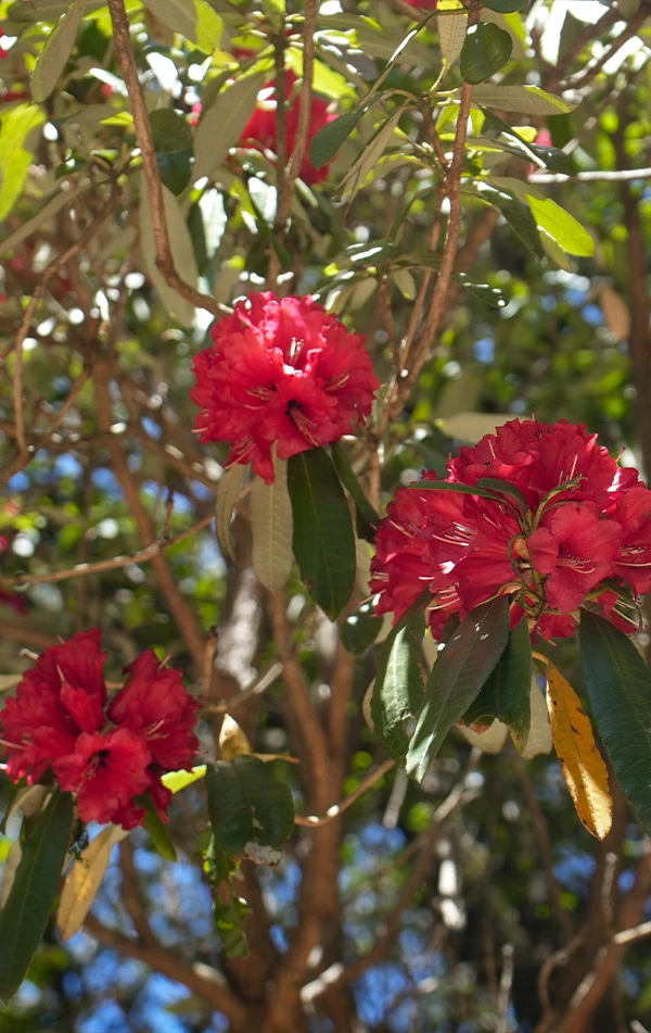 Nag Tibba Weekend Trek